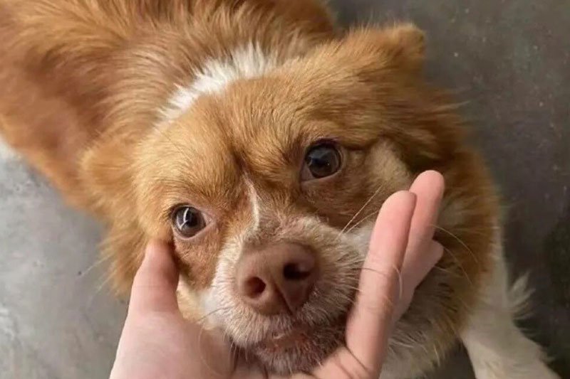 Breaching The Firewall: How a Stray Dog Defeated China's Censorship Machine
